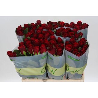 Freshy Roses “Red Ribbon” | Couleur: Rouge | Longueur ± 60 centimeter | Par 20 roses