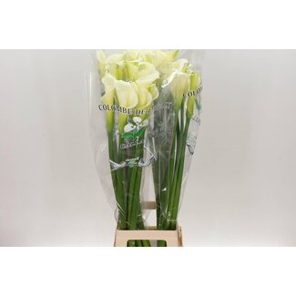 Freshy Zantedeschia Calla “Colombe Paix” | Farbe: Weiß | Länge ± 100 centimeter | Pro 5 frische Blumen