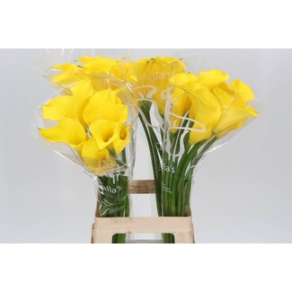 Freshy Zantedeschia Calla “Gold Medal” | Farbe: Gelb | Länge ± 70 centimeter | Pro 10 frische Blumen