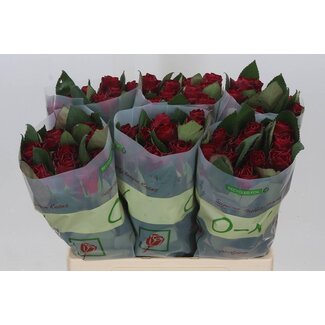 Freshy Roses “Red Tacazzi” | Couleur: Rouge | Longueur ± 60 centimeter | Par 10 roses
