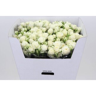 Freshy Rose en grappes “White Bubbles” | Couleur: Blanc | Longueur ± 70 centimeter | Par 10 roses fraîches