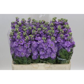 Freshy Violette “Figaro Lavende” | Couleur: Violet | Longueur ± 55 centimeter | Par 10 tiges de fleurs fraîches
