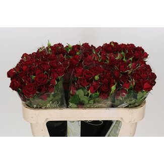 Freshy Trosrose “Rubicon” | Farbe: Rot | Länge ± 70 centimeter | Pro 10 frische Rosen