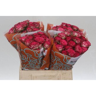 Freshy Rose en grappe “Vanessa” | Couleur: Blanc Rosé | Longueur ± 40 centimeter | Par 10 roses fraîches