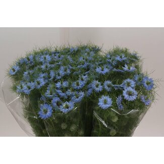 Freshy Nigella D “Bleu ciel” | Couleur: Bleu | Longueur ± 75 centimeter | Par 10 tiges fleurs fraîches