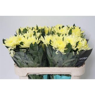 Freshy Deco Chrysanthemum Chrysanthemum “Topspin Yellow” | Colour: Yellow | Length ± 70 centimetre | Per 10 fresh flowers