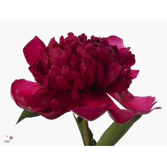 Freshy Paeonia Pivoine “Belgravia” | Couleur: Violet | Longueur ± 60 centimeter | Par 10 pivoines fraîches