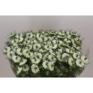Freshy Nigella D “Mystery White” | Couleur: Blanc | Longueur ± 75 centimeter | Par 10 tiges de fleurs fraîches
