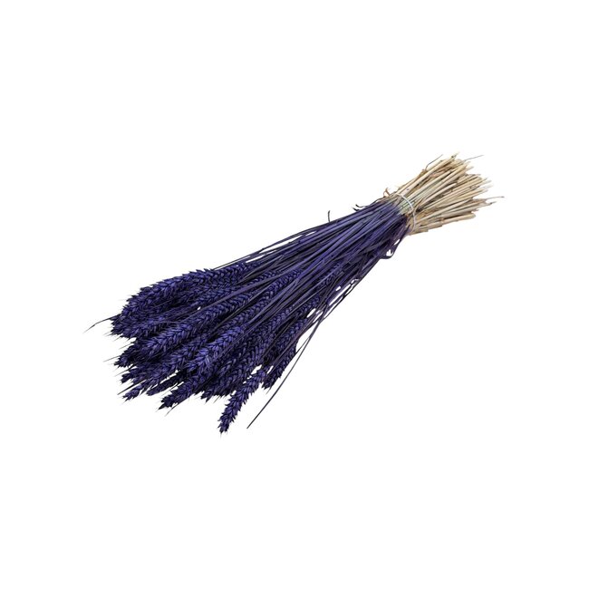 Getrockneter Weizen | Farbe: Lila | Triticum Trockenblumen | Länge ± 70 centimeter | Gewicht 175 gram | Pro Bund