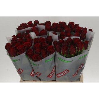 Freshy Roses “Upper Class” | Colour: Red | Length ± 60 centimetre | Per 20 roses