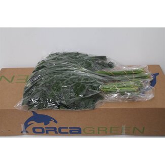 Freshy Aralia 60cm (p. bos)