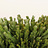 Adenanthos (Adenanthos)