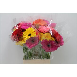 Freshy Gerbera * 65 Cm Mix in Bos X10 (kwekers Keus)