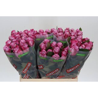Freshy Rosa Maritim