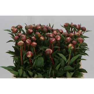 Freshy Paeonia L Alertie