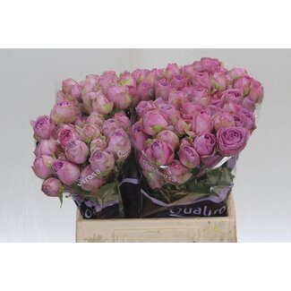 Freshy R tros Lavender Lace