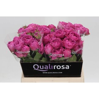 Freshy Traubenrose “Misty Bubbles” | Farbe: lila-rosa | Länge ± 40 centimeter | Pro 10 Stielen