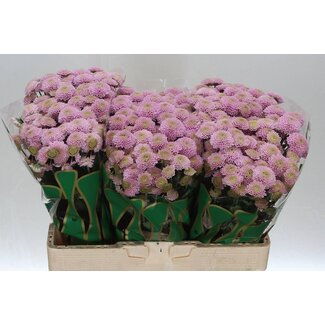 Freshy Chrysant santini Ellison Sweet