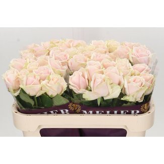 Freshy Rosa Sweet Avalanche