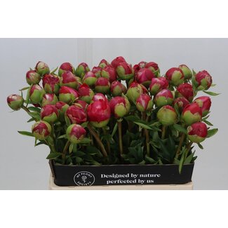 Freshy Paeonia Com Performance