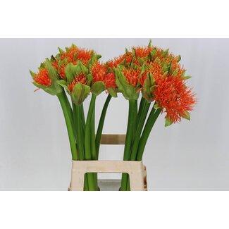 Freshy Scadoxus M Flame