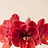 Amaryllis