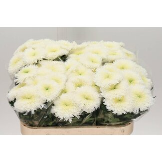 Freshy Chrysant deco Etrusko White