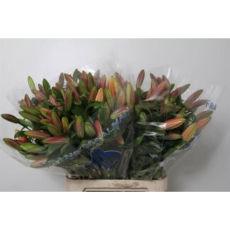 Freshy Lily Oriental Aqua “Saltarello” | Colour: Orange | Length ± 100 centimetre | Per 10 stems