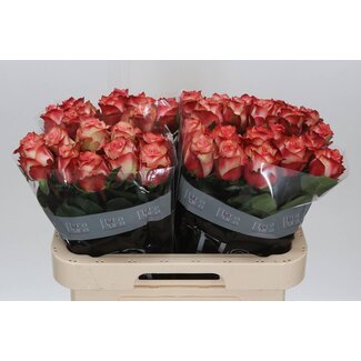 Freshy Rozen “Attraction” | Kleur: Roodwit | Lengte ± 60 centimeter | Per 20 rozen