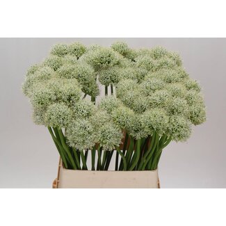 Freshy Allium Mount Everest