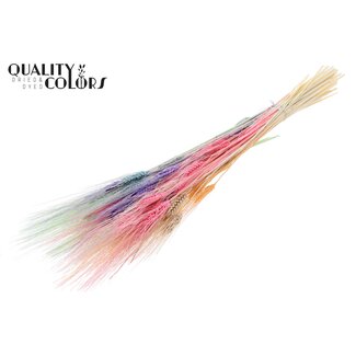 QC Getrocknete Gebleichte Bartweizen | Farbe: Pastell-Mix | Triticum Trockenblumen | Länge 70 centimeter | Gewicht 150 gram | Pro Bund