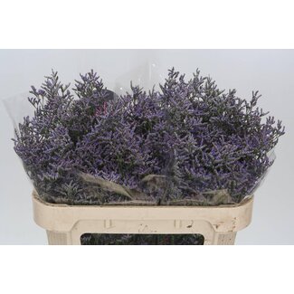 Freshy Limonium Skylight