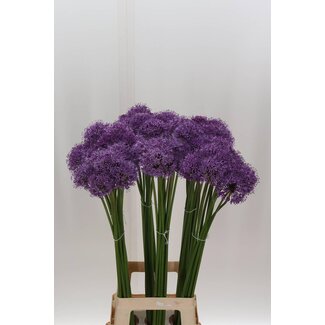 Freshy Allium Gladiator