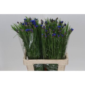 Freshy Centaurea Korenbloem Blue | Kleur: Gemengde Kleuren | Lengte ± 60 centimeter | Per 50 stelen