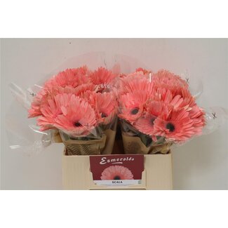 Freshy Gerbera Scala