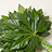 Aralia (Aralie)