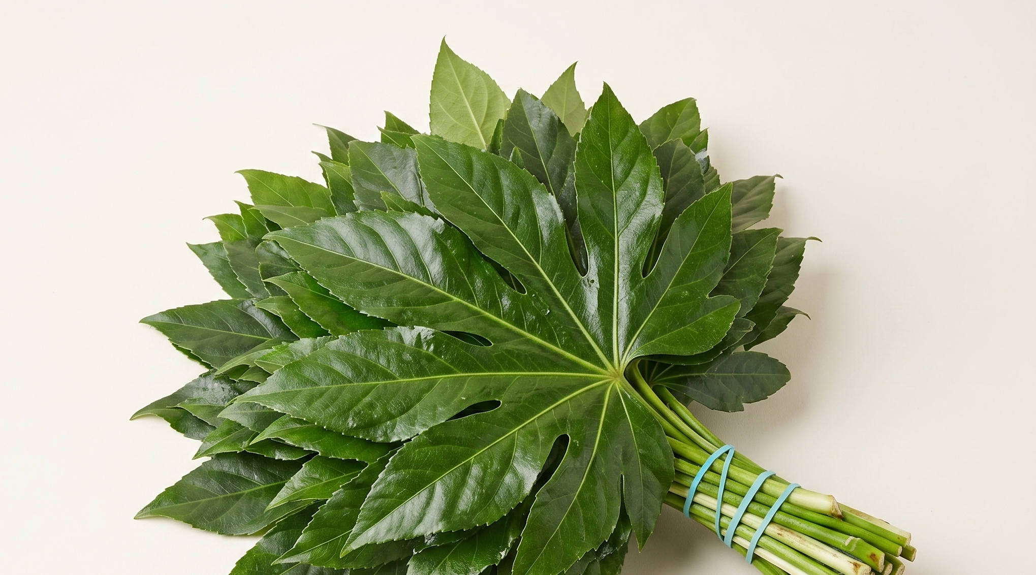 Aralia (Aralia): Essentieel Architectonisch Groen voor B2B | B2B Flowers