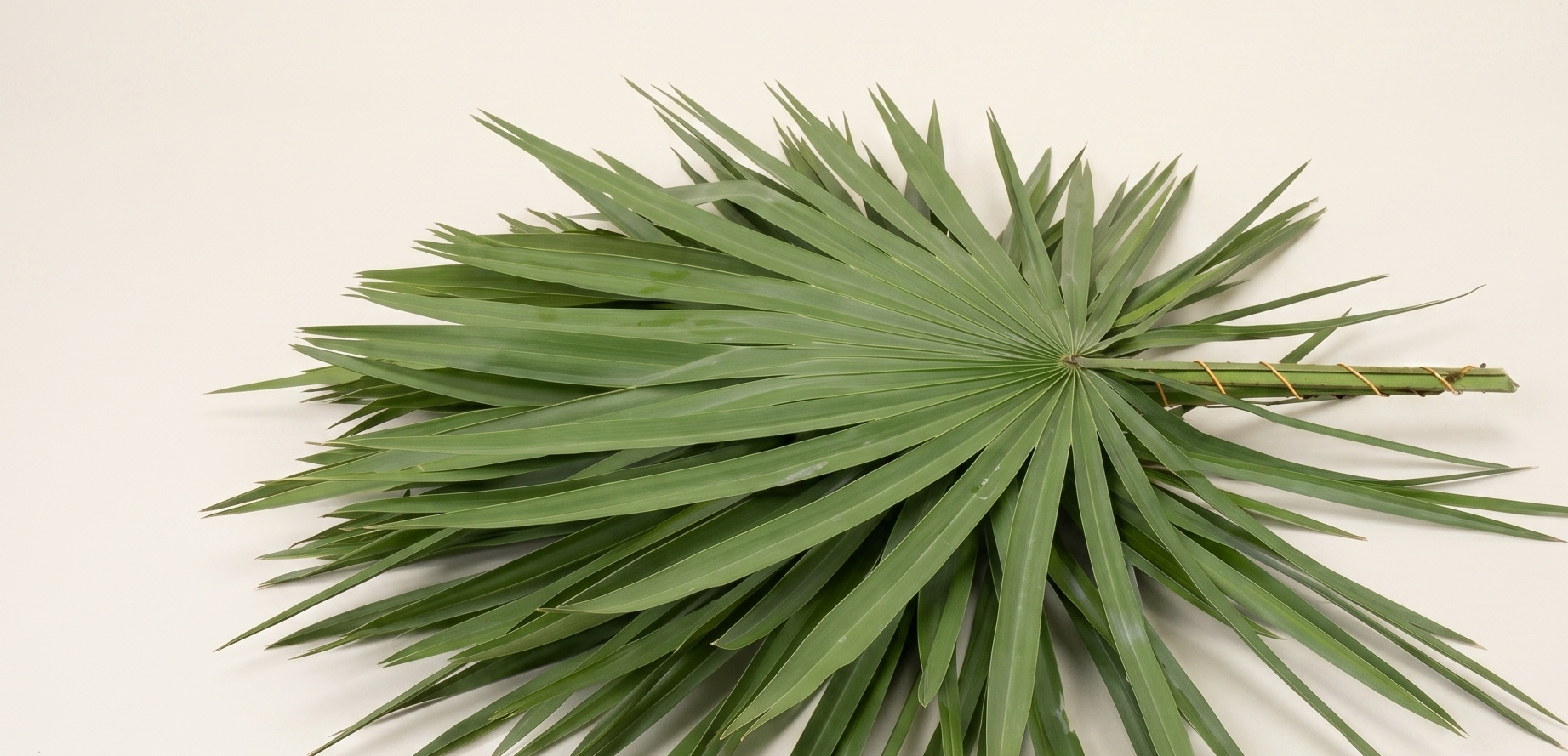 Arecaceae (Palmblad): Tropische Allure | B2B Flowers