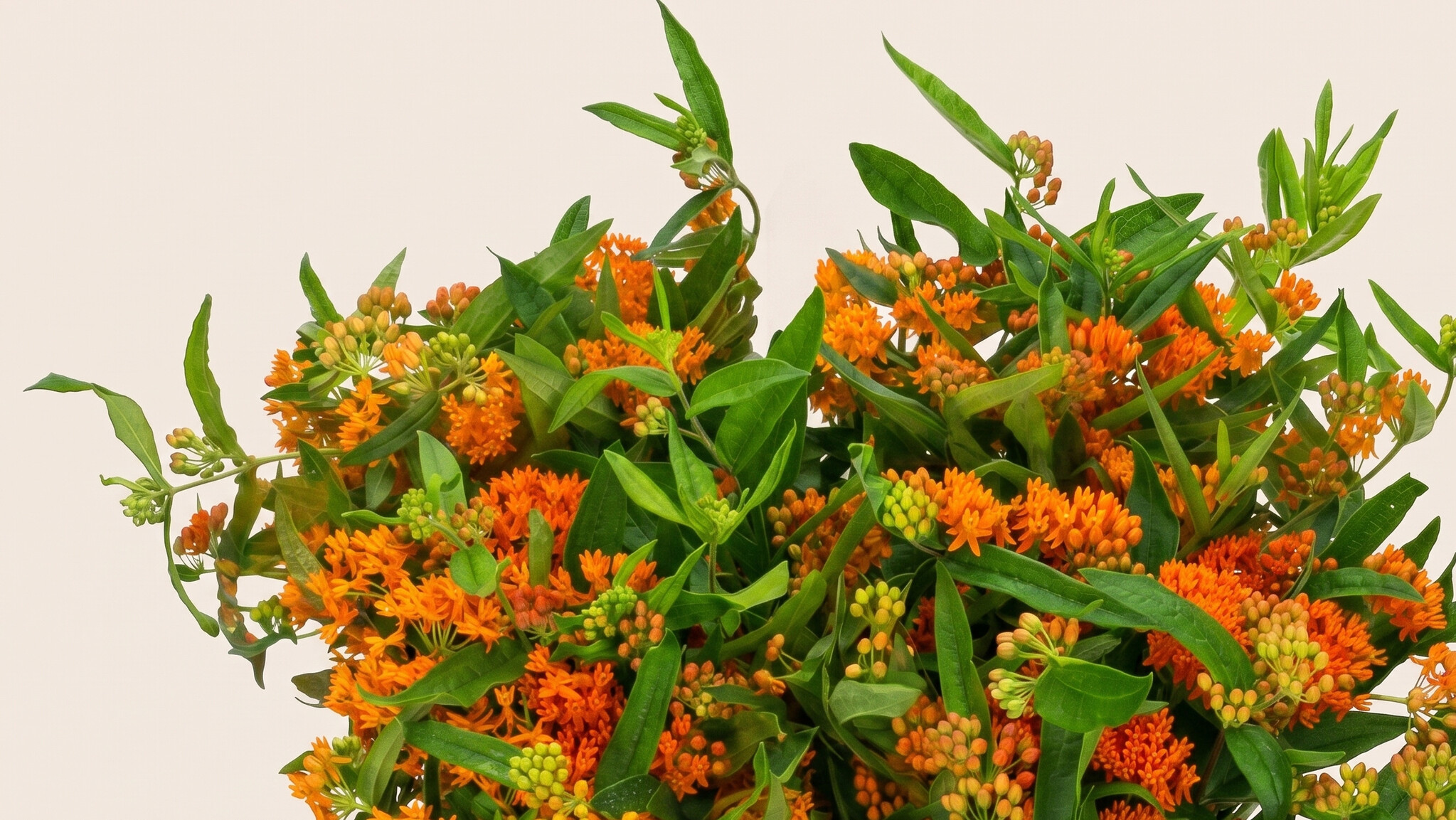 Asclepias (Zijdeplant): Kleurrijke Bolletjes voor jouw B2B-arrangementen | B2B Flowers