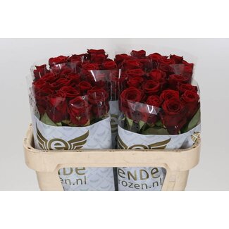 Freshy Roses “Red Naomi” | Colour: Red | Length ± 70 centimetre | Per 10 roses