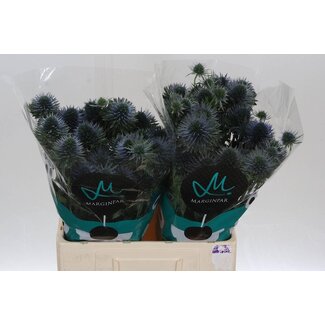 Freshy Eryngium Scorpius Questar