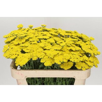 Freshy Achillea Moonshine