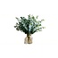 Frais Eucalyptus Cinerea d'Italie | ↕ 70cm | ⚖ 350g | Par botte