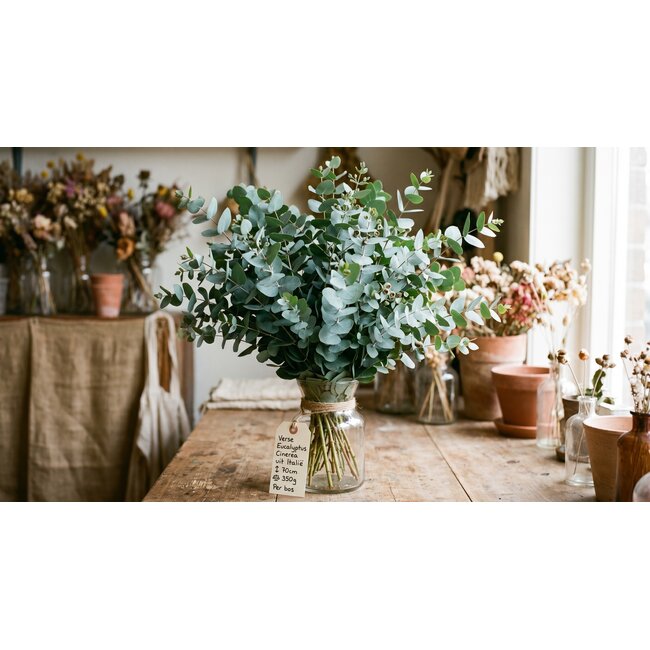 Frais Eucalyptus Cinerea d'Italie | ↕ 70cm | ⚖ 350g | Par botte