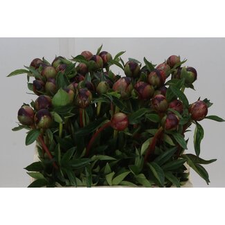 Freshy Paeonia L Buckeye Belle