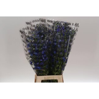 Freshy Delphinium En Donna