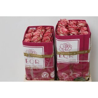 Freshy Roses “Paloma” | Colour: Pink | Length ± 50 centimetre | Origin Ecuador | Per 25 roses