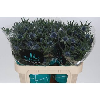 Freshy Eryngium Orion Qstar