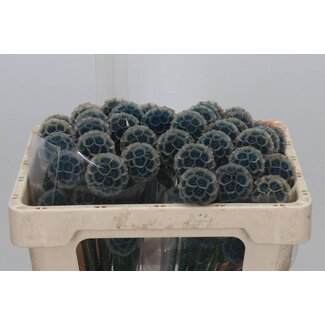 Freshy Scabiosa Stellata Xl Blue Light