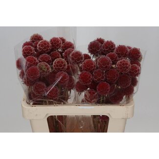 Freshy Scabiosa Stellata Xl Red